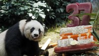 La osa panda en cautividad más vieja del mundo probó una tarta elaborada con vegetales congelados y, por supuesto, bambú en la celebración de su 37mo aniversario. FOTO AP