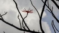 Flor de Erythrina, de árbol trasladado al sector de Contegral. Foto. Jaime Pérez
