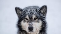 La prueba, que transcurre a través de los caminos de las montañas Orlické Hory, es una de las más exigentes en su disciplina tanto para los mushers (pilotos) como para sus perros. Foto. Martin Divisek EFE