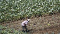 Nuestros campesinos siguen con su labor diaria de cultivar la tierra para que en medio de esta crisis tengamos los alimentos necesarios. Ellos también son nuestros héroes. Foto: Manuel Saldarriaga Quintero