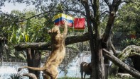 Valentina desgarra la caja pintada con la bandera de Colombia. Foto: Robinson Sáenz