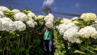 La crisis ha llevado a que muchos floricultores se queden sin empleo. FOTO JUAN ANTONIO SÁNCHEZ OCAMPO