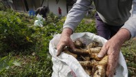 Nuestros campesinos siguen con su labor diaria de cultivar la tierra para que en medio de esta crisis tengamos los alimentos necesarios. Ellos también son nuestros héroes. Foto: Manuel Saldarriaga Quintero