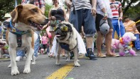 Este domingo se desarrolló la edición 16 de la caminata canina Feria de las Flores. FOTO EDWIN BUSTAMANTE