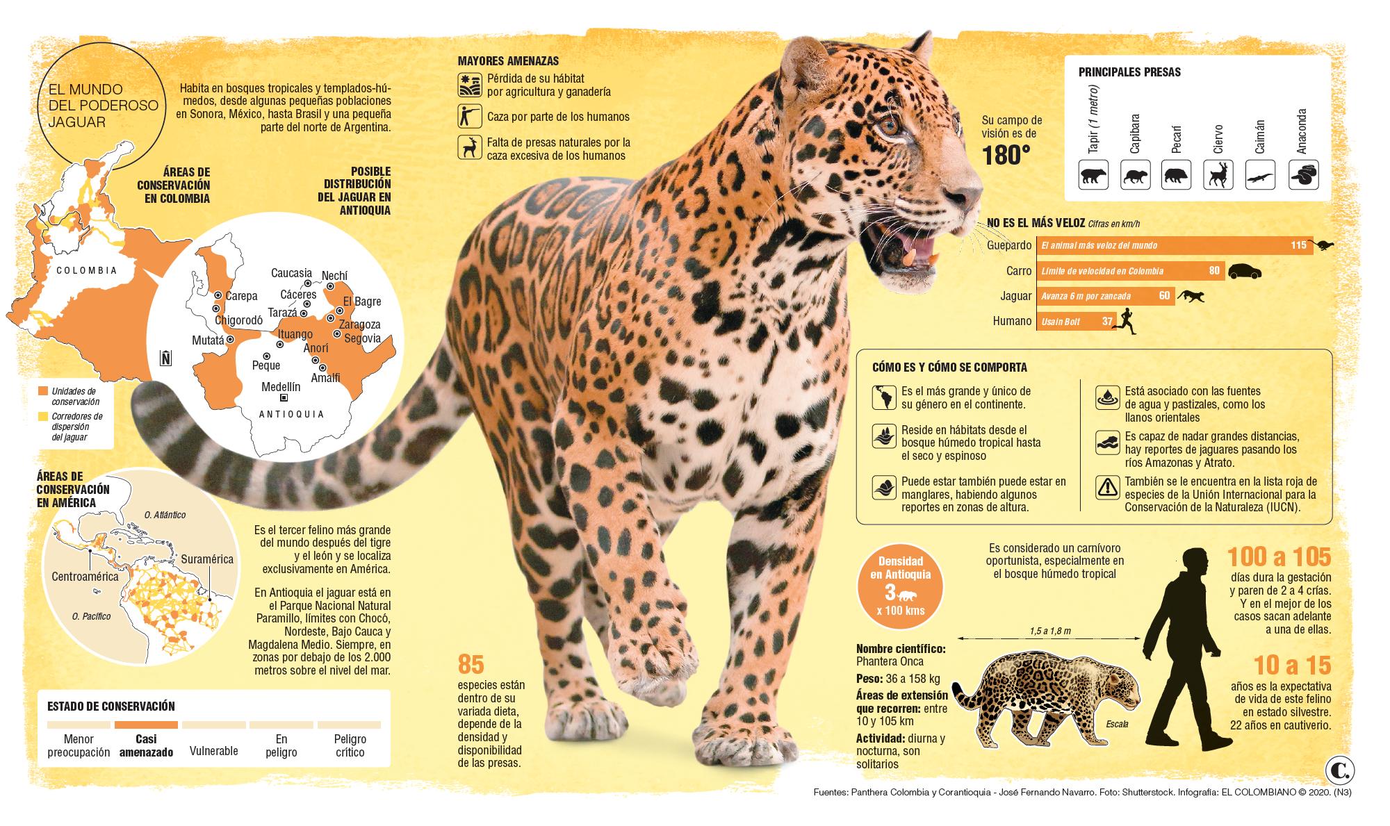 Cuatro jaguares en el Chocó tienen “huella digital”