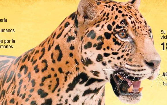 Cuatro jaguares en el Chocó tienen “huella digital”