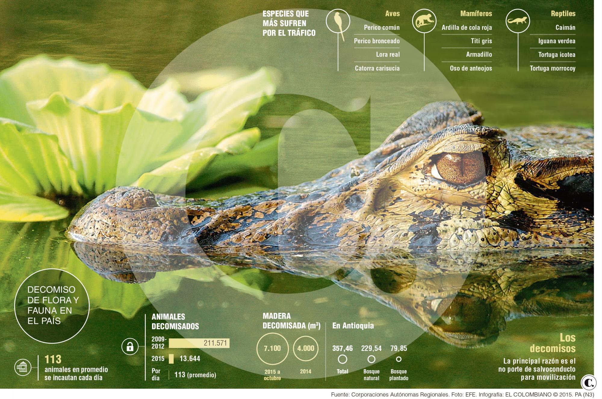 InfogrÃ¡fico
