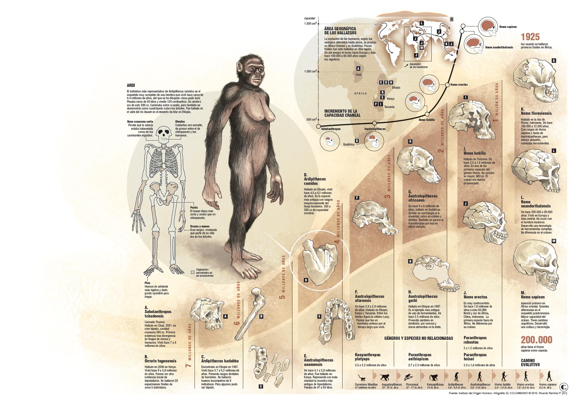 Un nuevo Homo amplía el mapa de nuestros ancestros