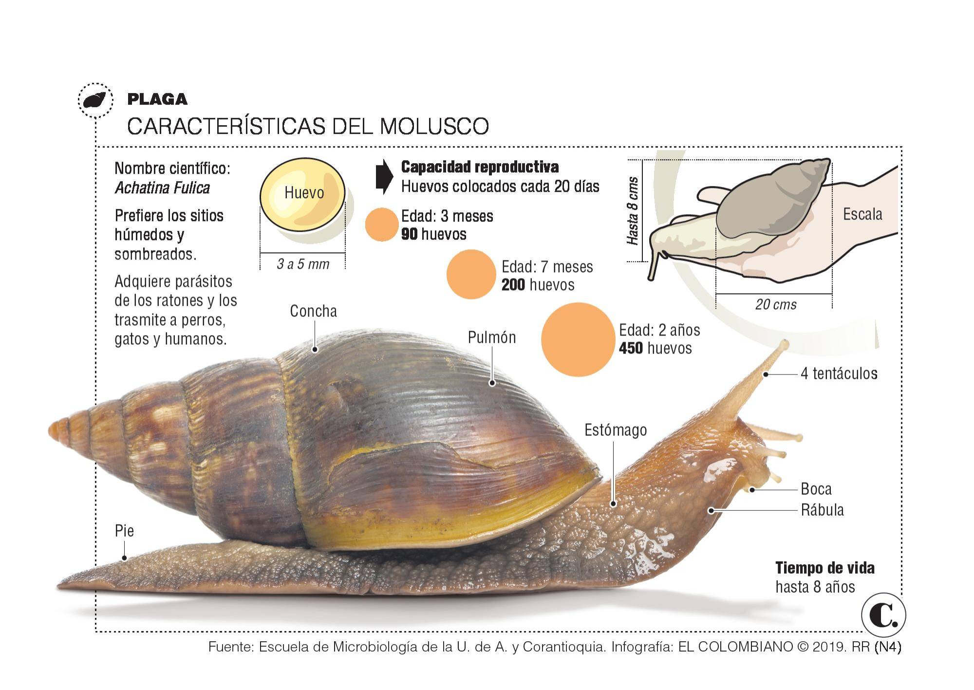 InfogrÃ¡fico