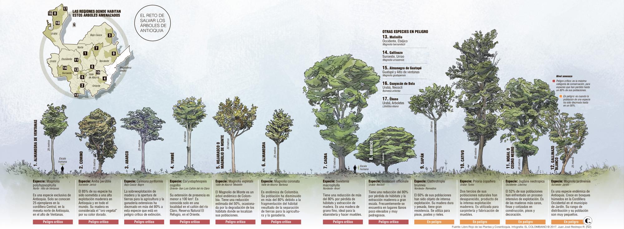 El reto de salvar los árboles de Antioquia