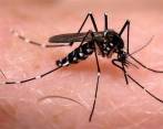 La acumulación y reciclaje de aguas limpias para atender la calamidad ha propiciado las condiciones en que el mosquito se reproduce. FOTO ARCHIVO COLPRENSA. 