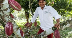 Víctor Manuel García hace parte de la Asociación de Cacaocultores y Emprendedores Futuro Verde (Acefuver), que hoy agremia a 230 productores de cinco municipios. FOTO EL COLOMBIANO