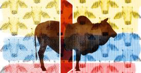 <span class="priority-content" mlnid="idcon=28939881;order=2.0">Aftosa prende alarmas </span>