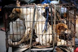 Los animales son tratados con crueldad en el Festival de la carne de Perro, en Yulin, China. Foto Efe
