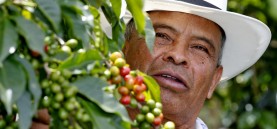 En su finca el Guamal, José Hugo cultiva sueños con el café