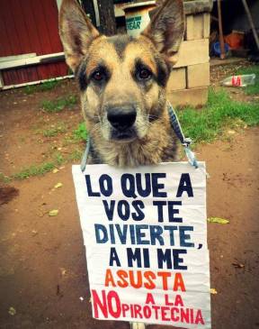 Esta es una de las imágenes que se están compartiendo en redes sociales para rechazar la práctica de quemar pólvora.
