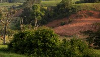 Por lo menos 15 minas en Antioquia, reforestan los terrenos que son dragados para extraer el oro. Una de las minas que son pioneras en este tema es la mina Las Palmas, ubicada en el municipio de Caucasia. FOTO MANUEL SALDARRIAGA