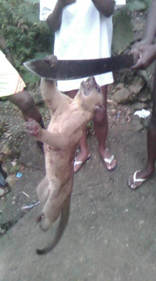 Perro de monte: nueva víctima de maltrato animal