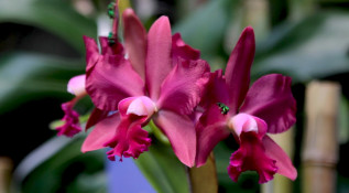 Orquídeas, Pájaros y Flores, un jardín para Medellín