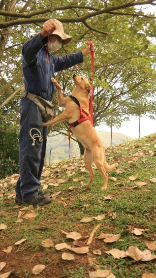 Adopciones de mascotas en La Perla solo se harán por internet