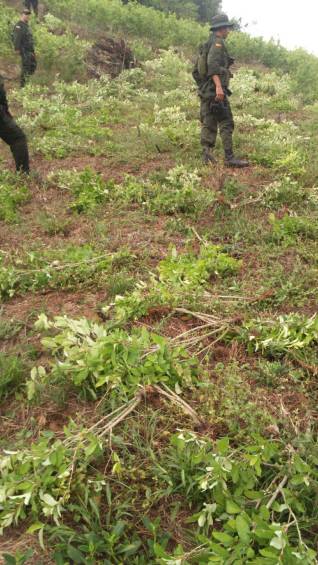Laboratorio y varias hectáreas de coca fueron destruidas en Maceo
