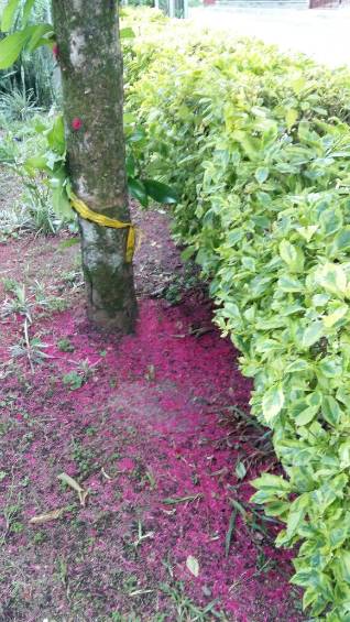 Los peros de agua, la alfombra violeta del Valle de Aburrá