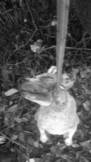Las investigaciones concluirán cuánto tiempo llevaba el perro en la zona y los posibles causantes del hecho. FOTO Cortesía Sociedad Protectora de Animales de Cartagena