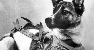 Laika sobrevivió seis horas, antes de que el agotamiento de las reservas de oxígeno causaran asfixia y demostrando que el vuelo espacial era tolerable para los animales. FOTO Museo del espacio en Rusia