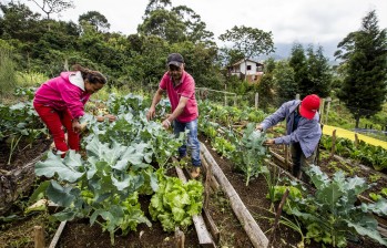 Cultivos y huertas en Antioquia incentivan alimentación saludable