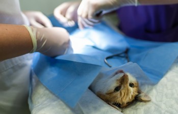 La esterilización es un proceso en el que se extraen los órganos reproductores de los perros y gatos. FOTO sstock