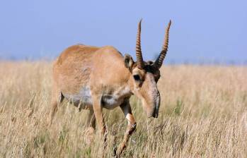 ¿Por qué tanta muerte masiva de animales?