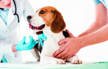 Según las condiciones en las que viva la mascota, el médico veterinario determinará qué vacunas serán obligatorias. FOTO sstock