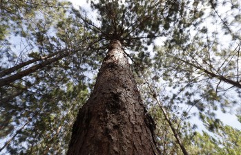Siembra de pinos genera polémica en el Nordeste