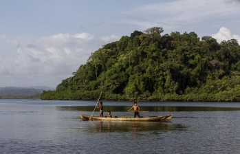 Las cientos de hectáreas de manglares que hay en Tribugá brindan alimento a las poblaciones tradicionales chocoanas y forman un ecosistema único porque ayuda a las especies marinas y terrestres. Foto: Esteban Vanegas