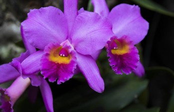 Diferentes variedades de Miltoniopsis, un género de orquídeas con cinco especies distintas. FOTO cortesía orquídeas, pájaros y flores