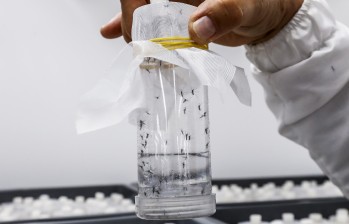 El único insectario que produce mosquitos contra el dengue en Colombia está en Antioquia. . Foto: Jaime Pérez Munévar