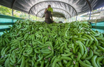 El sector bananero es de gran importancia para la economía del país pues entre enero y noviembre de 2018, el banano fue el producto agropecuario más exportado después del café, un total de 747.422 dólares. Foto Juan Antonio Sánchez