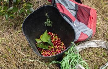 La cosecha cafetera espera este año mover un capital cercano al 1,5 billones de pesos con 80.000 recolectores del grano, la mayoría provenientes de otros departamentos. FOTO camilo suárez