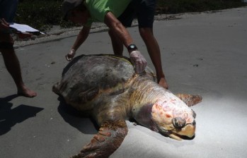 Según científicos, lo alarmante es que si bien es natural ver tortugas muertas en temporada de alga roja, altamente tóxica, nunca antes se había dado tal mortalidad en tan poco tiempo. FOTO twitter
