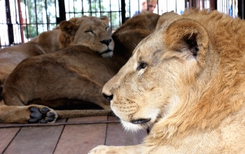 Henry Agudelo - Desde antes de las nueve de la mañana, los cuatro animales esperaban en la jaula su turno de cirugía, que se practicó en el CES y con el fin de controlar la reproducción en cautiverio de los animales.