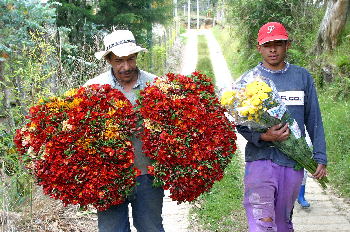 EL COLOMBIANO
