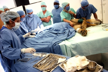Henry Agudelo - La vasectomía se realiza en una hora promedio. En cada una de las cirugías fue necesaria la presencia del domador, por ser la única persona que conocen.
