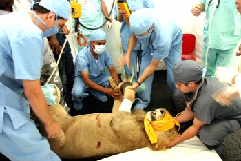 Henry Agudelo - Hazar, con 130 kilos, llegó a asustar al equipo después de tener la máscara para la anestesia pues entreabrió los ojos y sacudió una garra.