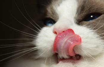 Los humanos tienden a comunicarse con los gatos mediante miaus y ronroneos.Foto Pexels