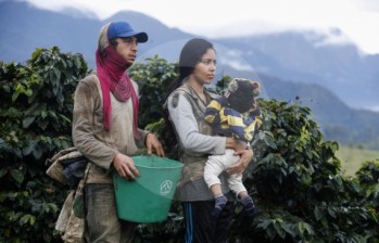 En cafetales sobreviven venezolanos que llegan a Colombia