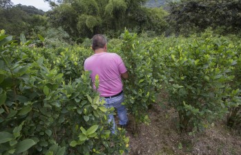 Los campesinos de Tumaco se comprometieron a erradicar la coca y sembrar productos legales. FOTO: Donaldo Zuluaga