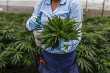 Colombia regula medicamentos con cannabis