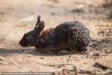La foto de un conejo severamente quemado figura en varias publicaciones pero el animal tampoco es víctima de los incendios en la Amazonia. Fue retratado cuando huía de las llamas en Woolsey, California, en noviembre de 2018.