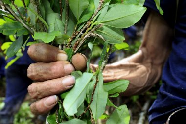 El cultivo de hoja de coca bajó en 2009 un 5 por ciento en la región andina, gracias al descenso en el país. | El cultivo de hoja de coca bajó en 2009 un 5 por ciento en la región andina, gracias al descenso en el país.