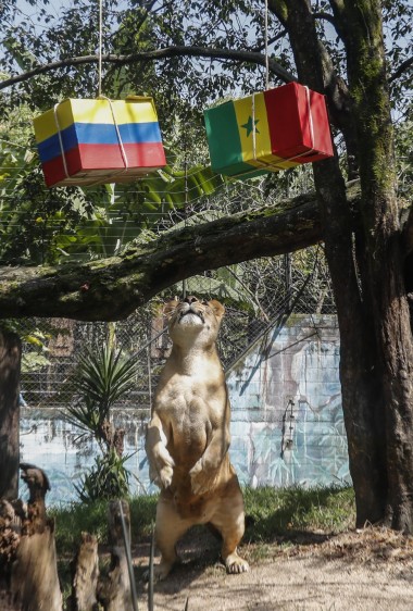 La leona observa las cajas para elegir su preferida. Foto: Robinson Sáenz